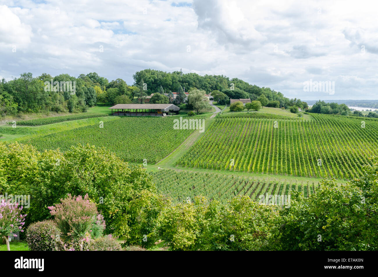Vineyards of Chateau de la Riviere in the Fronsac region of Bordeaux, France Stock Photo