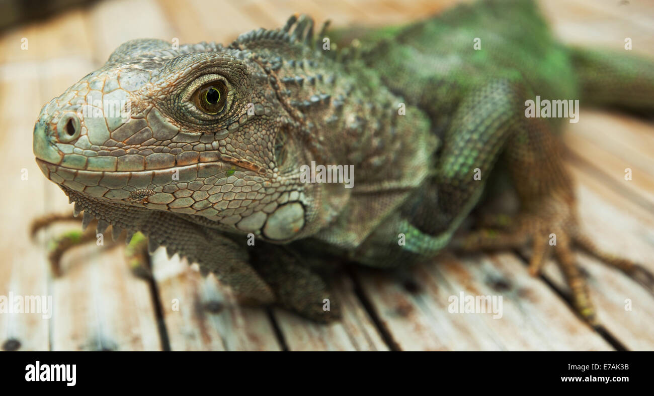 iguana resting on some decking. Stock Photo