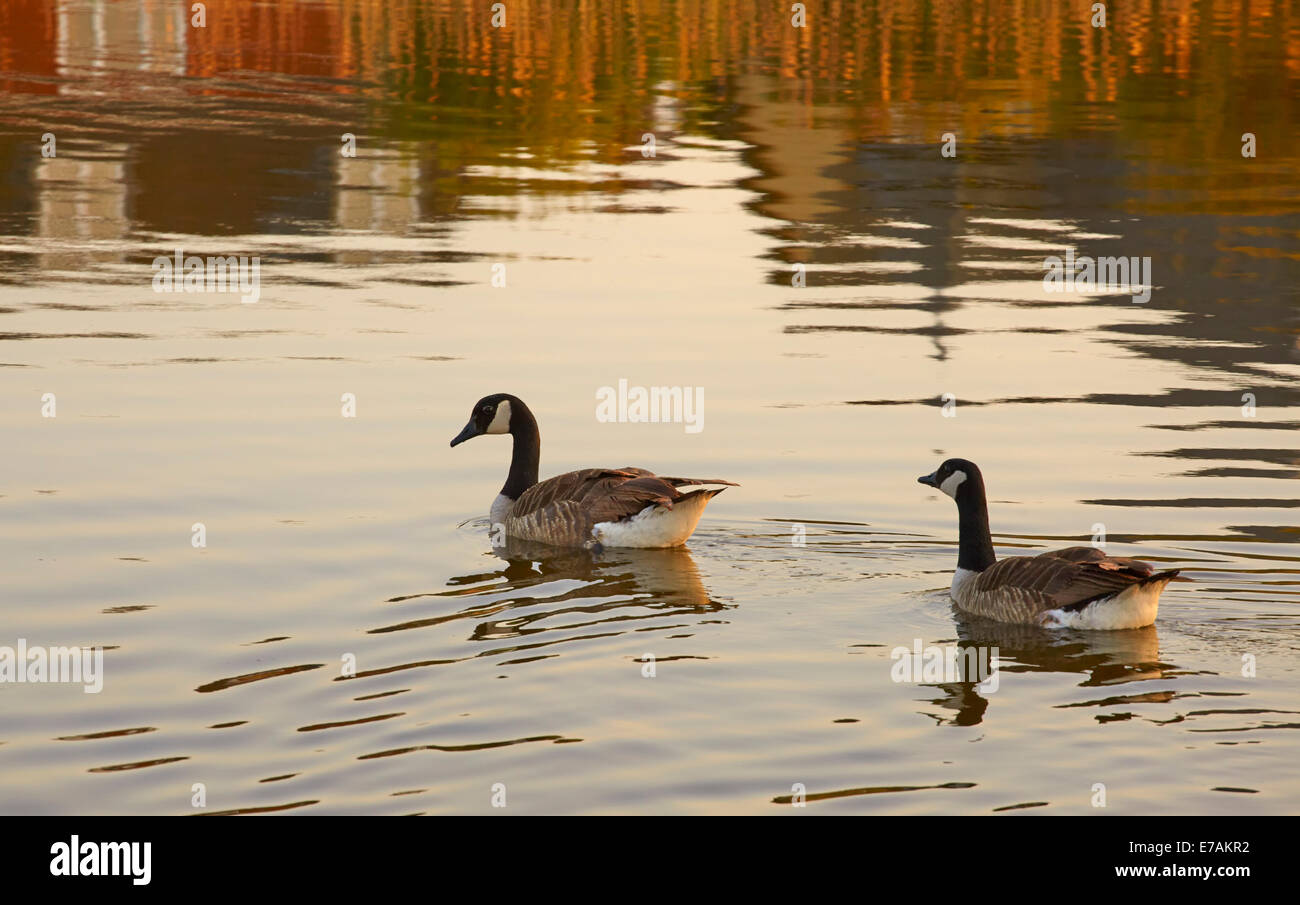 Pair of Canada Geese on lake at Sunset Stock Photo