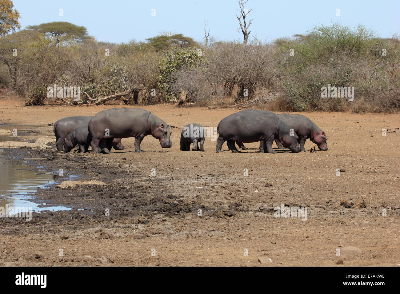 Hippos basking in the sun Stock Photo
