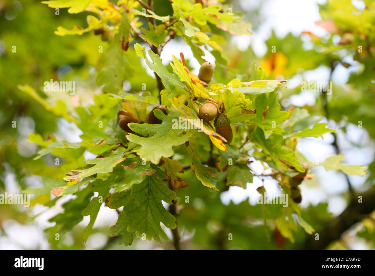 Acorns oak tree hires stock photography and images Alamy