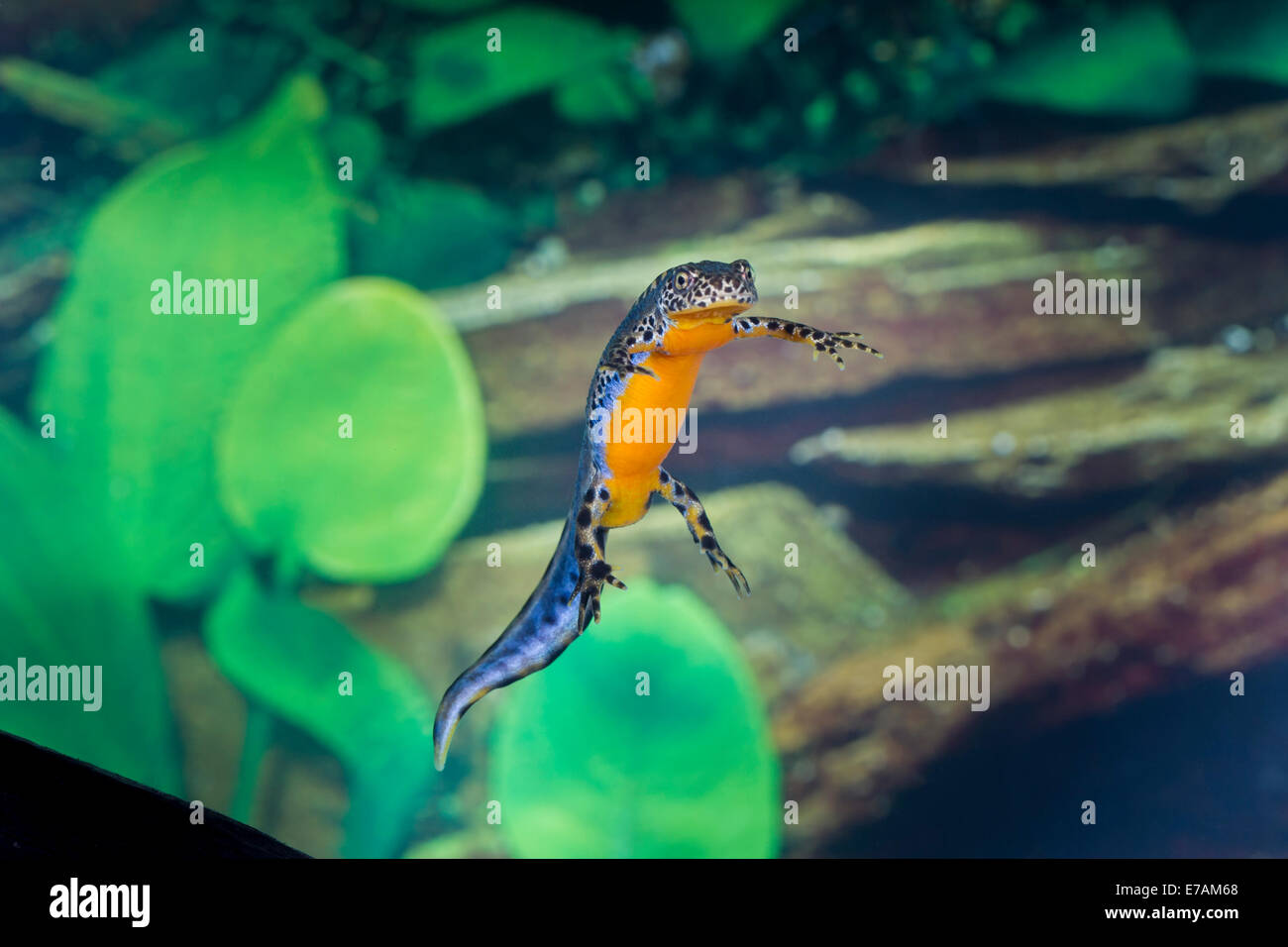Bergmolch moutanin newt alpine newt Ichthyosaura alpestris Triturus ...