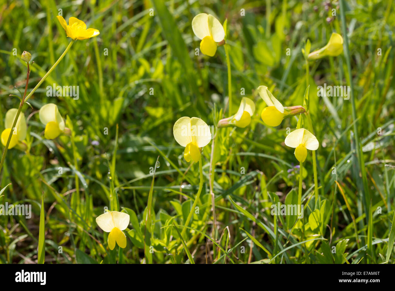 Dragon's Teeth Lotus maritimus Spargelbohne Spargelerbse Spargelklee Spargelschote Tetragonolobus maritimus Stock Photo