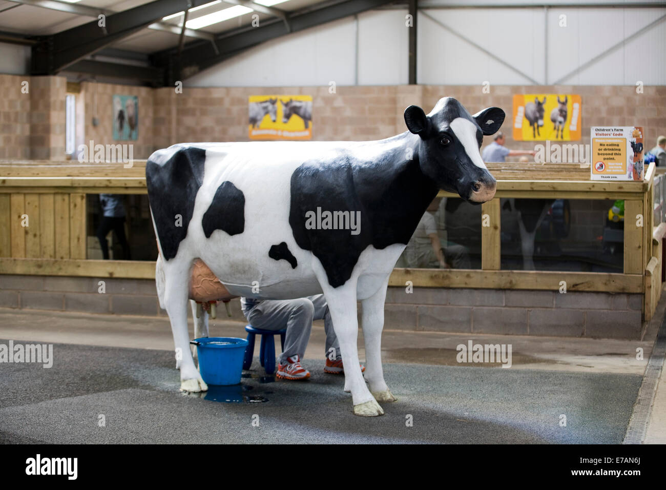 A Model of a cow for the public to practice Milking with Stock Photo