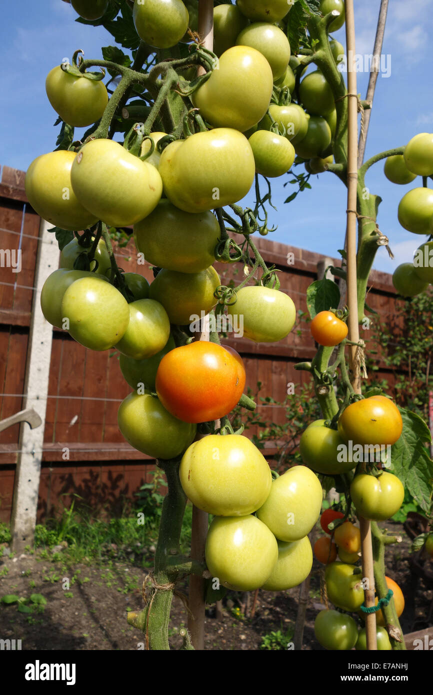 Home grown garden green tomatoes tomato ripening Uk Stock Photo