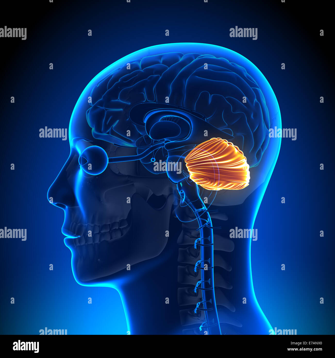 Cerebellum - Brain Anatomy Stock Photo