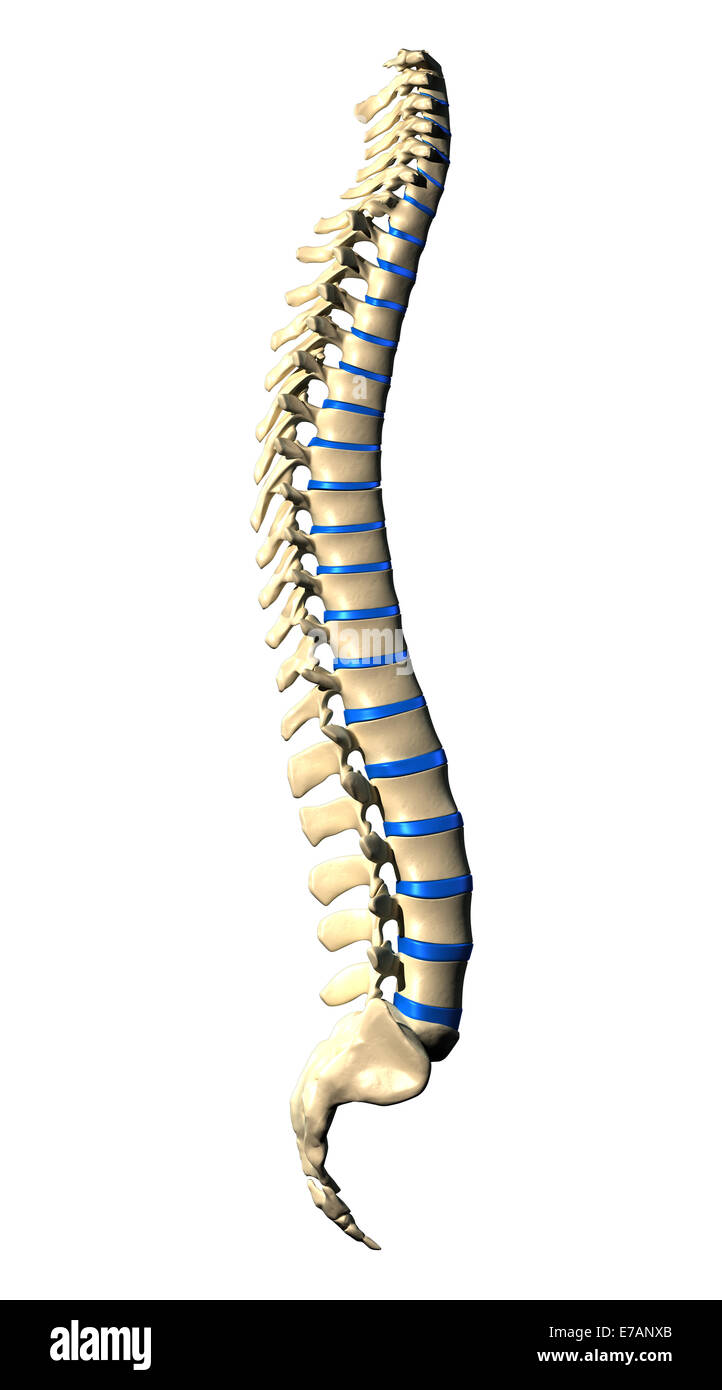 Spine Vertebrae - Lateral view / Side view Stock Photo