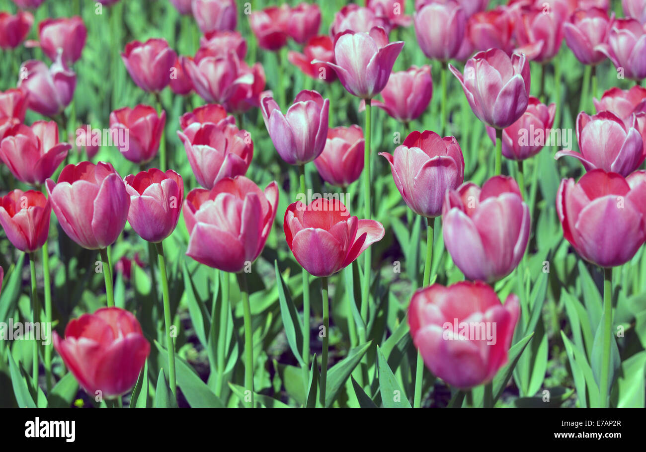 Red Tulip at Spring Stock Photo - Alamy