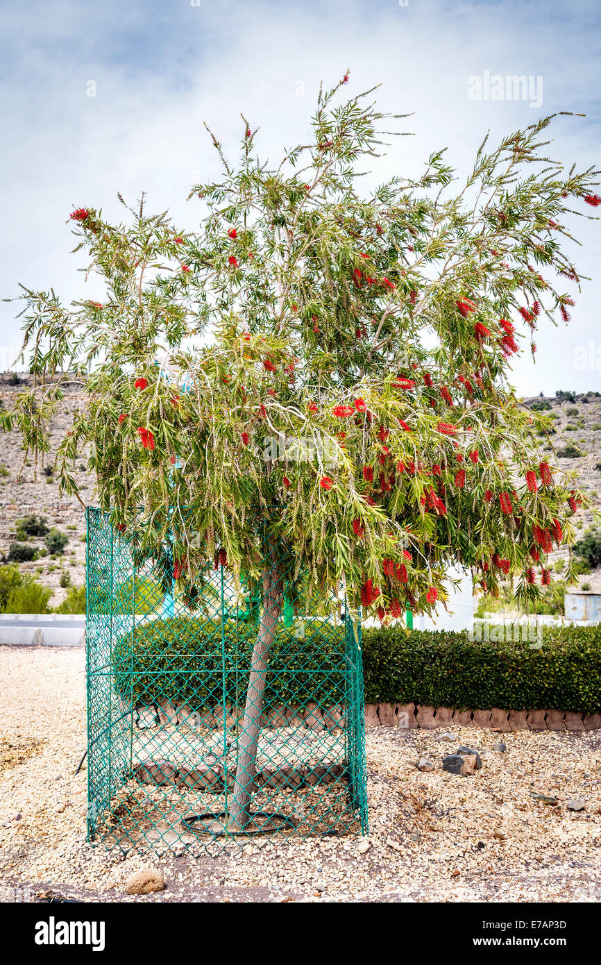 Image of bottlebrush tree on Saiq Plateau in Oman Stock Photo