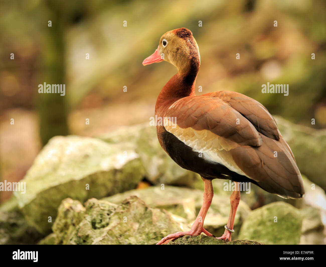 Beautiful Black-bellied Whistling  Tree Duck in Mexico Stock Photo