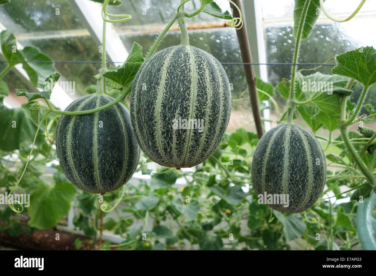 Watermelons in greenhouses: correct growing Watermelons in greenhouses: correct growing