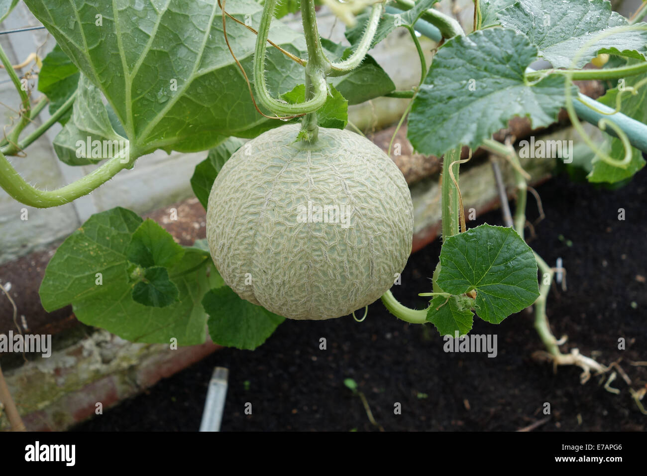 Melon growing in greenhouse hires stock photography and images Alamy