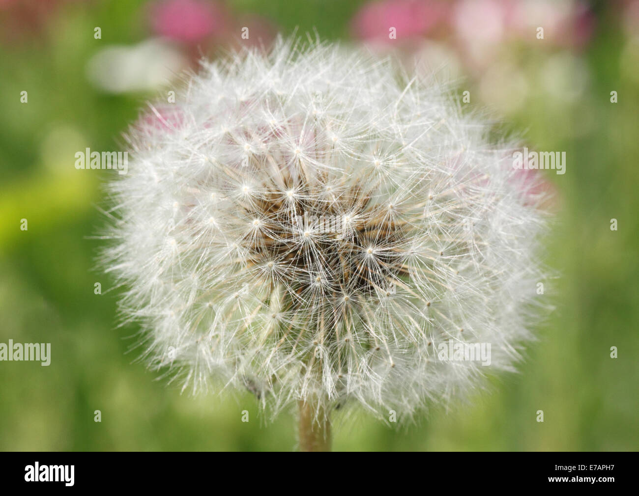 Dandelion white flower hi-res stock photography and images - Alamy