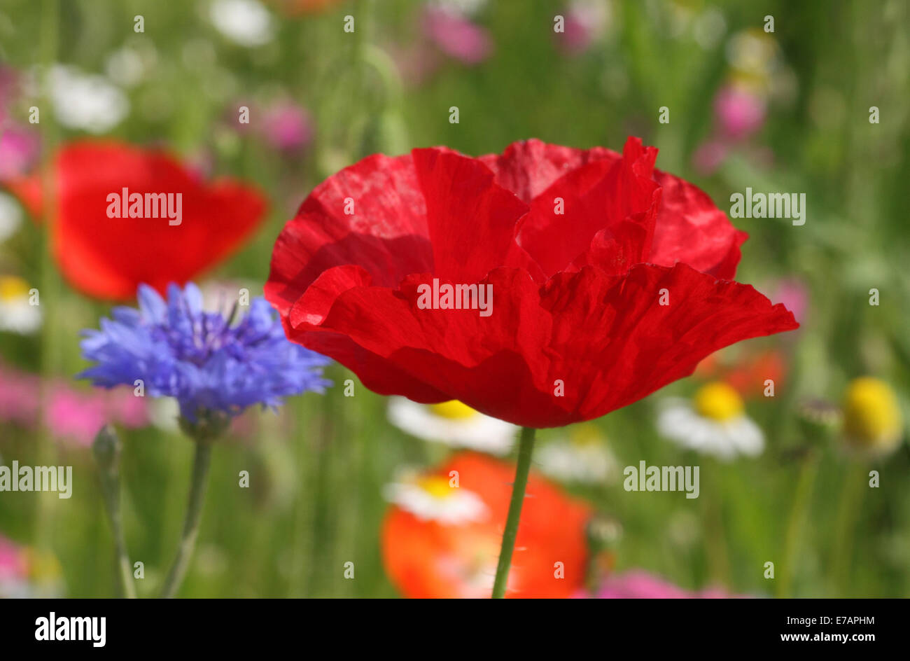 Red poppy meadow hi-res stock photography and images - Alamy