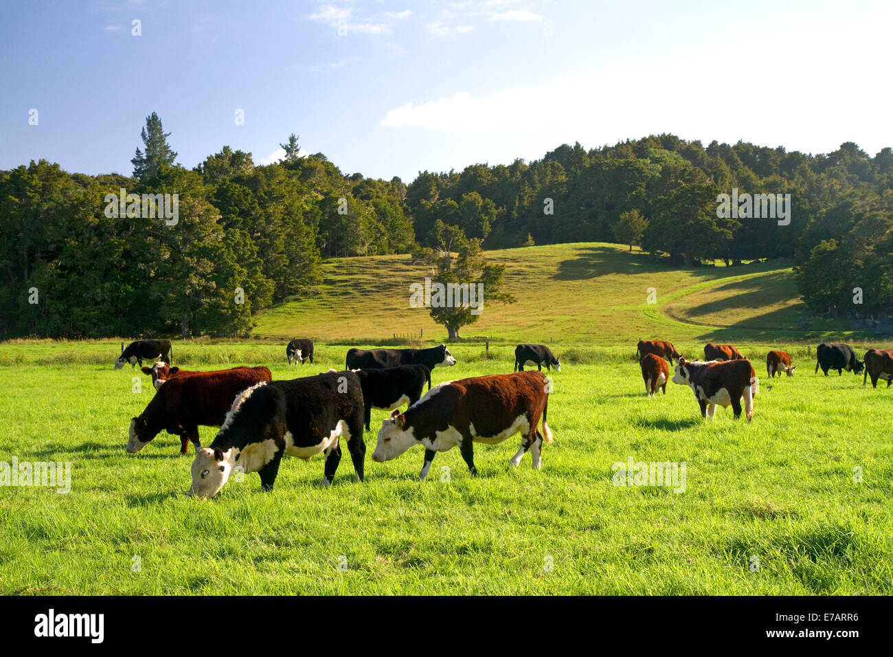 Cattle graze on farmland near Kawakawa, North Island, New Zealand. Stock Photo