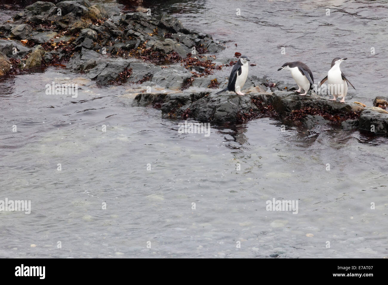 Three chinstrap penguins (Pygoscelis antarcticus) on the shore, Half Moon Island, Antarctica Stock Photo