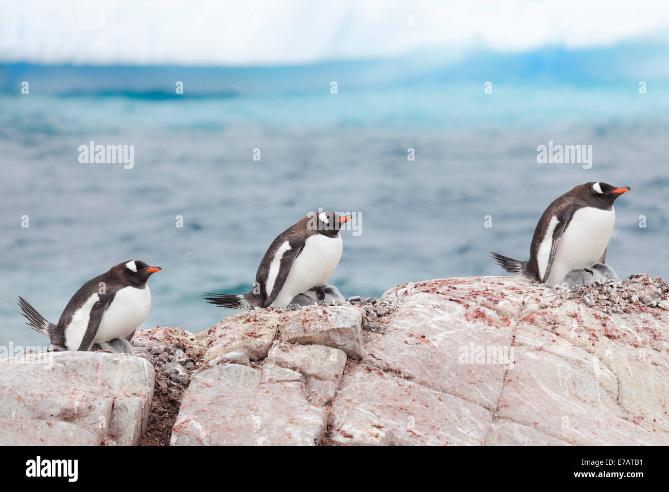 Adult and chicks of long-tailed gentoo penguin (Pygoscelis papua), Useful Island, Antarctica Stock Photo