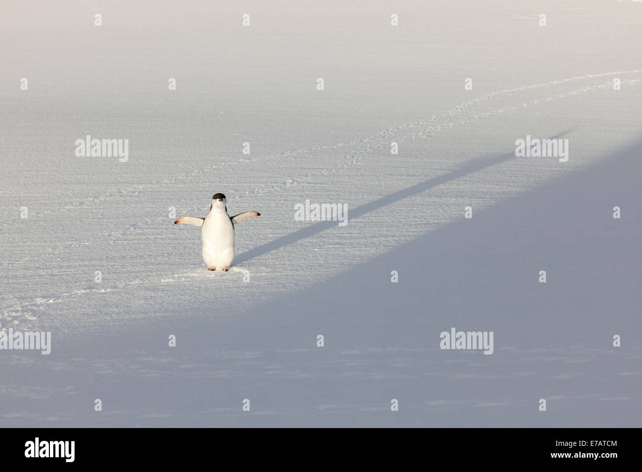 Chinstrap penguin (Pygoscelis antarcticus) warming in the morning sun, Orne Harbour, Antarctica Stock Photo