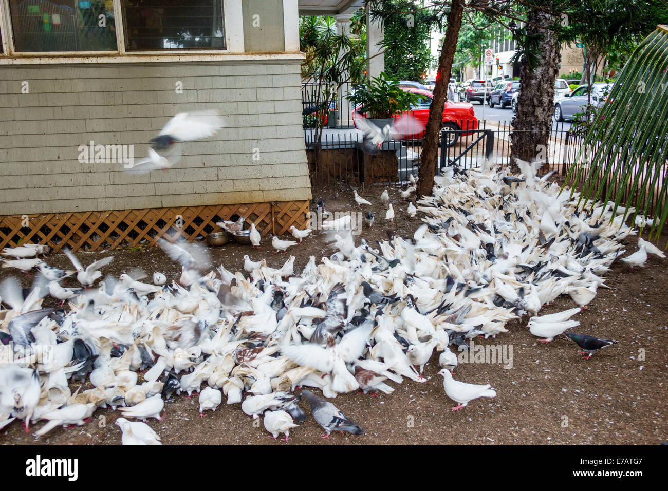 Honolulu Waikiki Beach Hawaii,Hawaiian,Oahu,pigeons,white,birds,large number,lots,house houses home houses homes residence,home,visitors travel travel Stock Photo