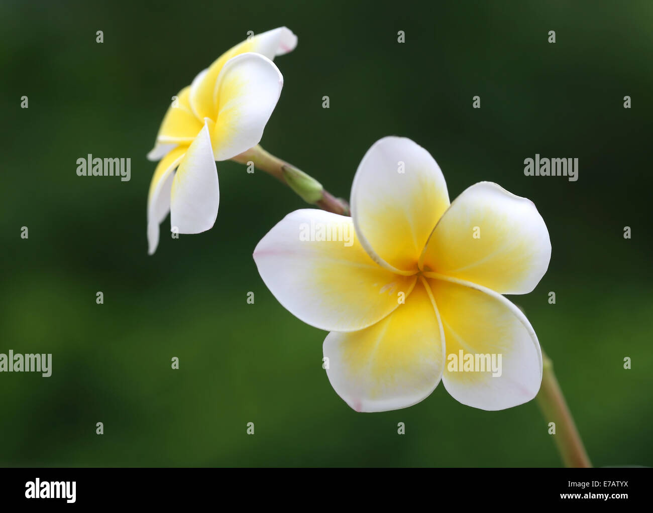 Frangipani fresh hires stock photography and images Alamy