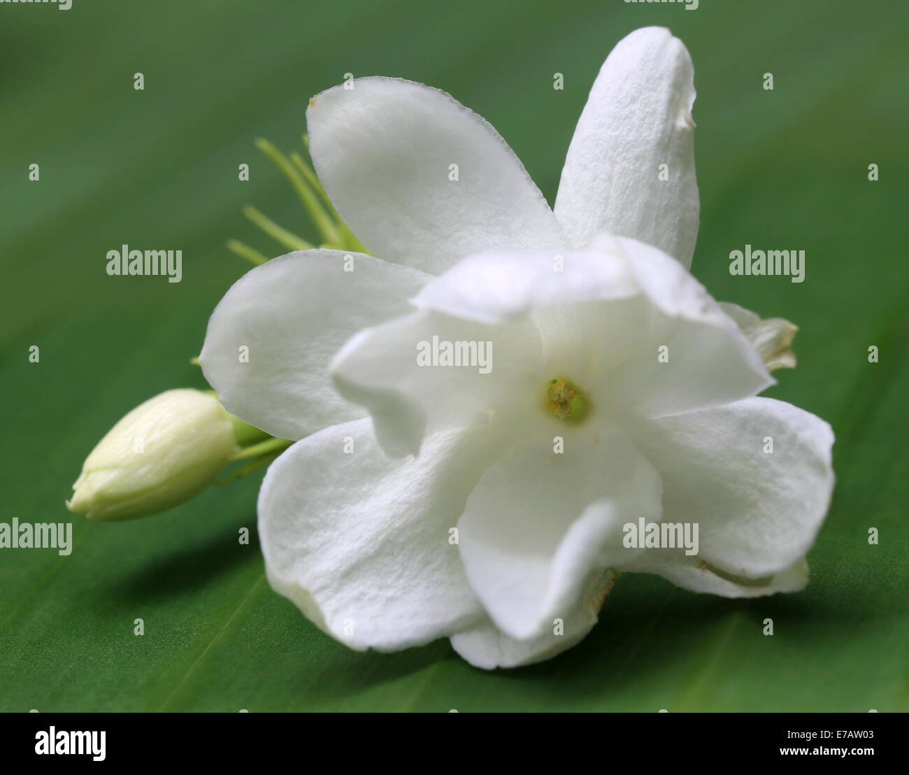 Jasmine flower garland hires stock photography and images Alamy