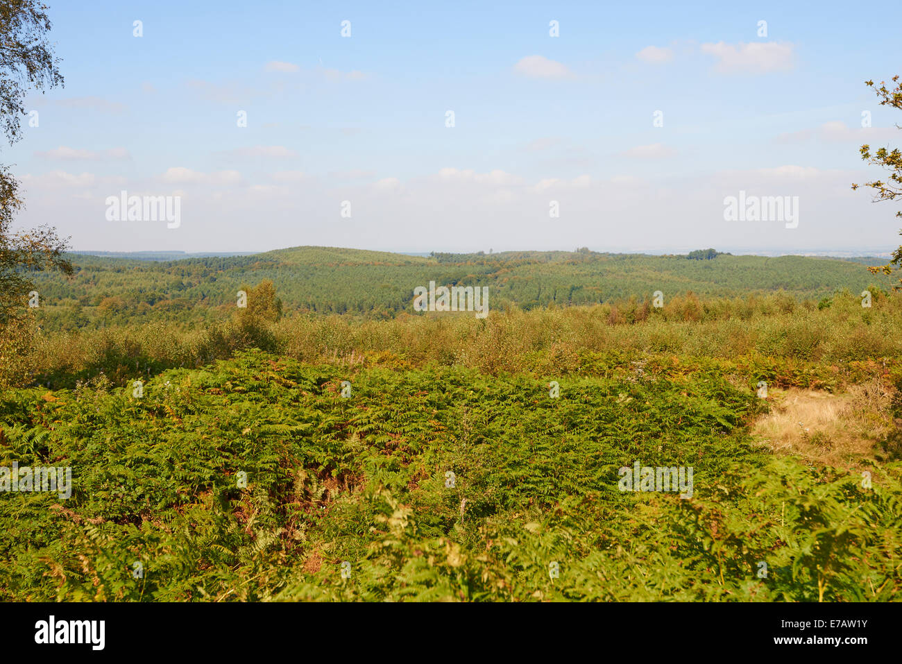 Castle Ring An Iron Age Hill Fort Cannock Chase, Cannock Wood