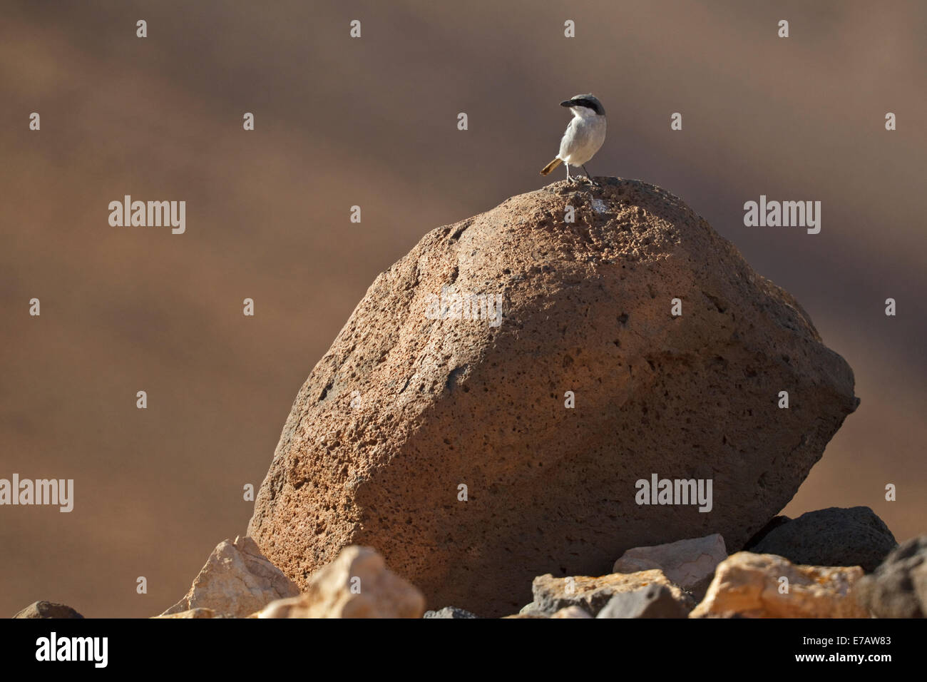 Southern Grey Shrike (Lanius meridionalis ssp. koenigi), Fuerteventura Stock Photo