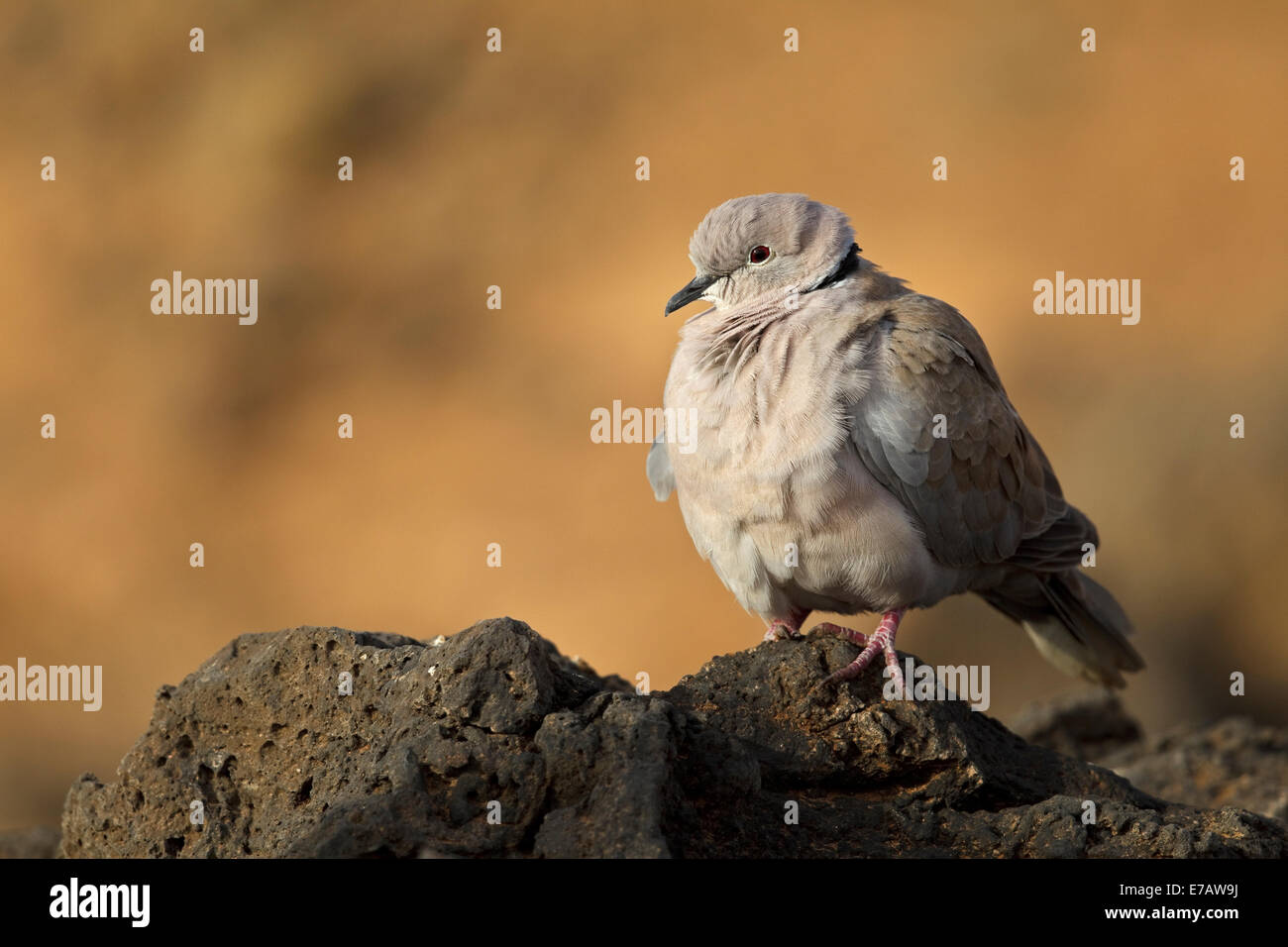 Collared doves spain hires stock photography and images Alamy