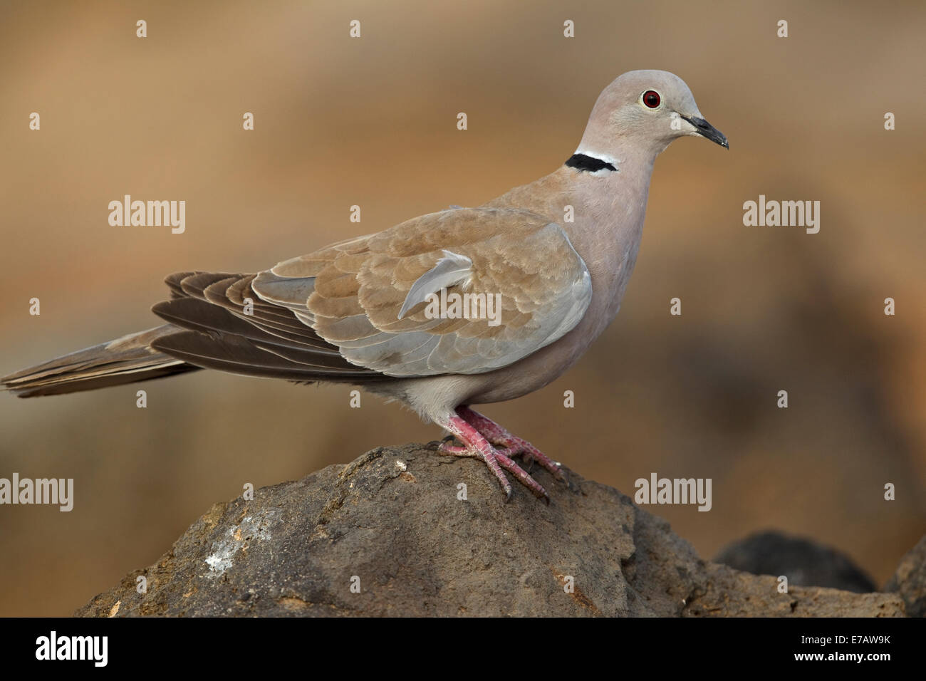 Eurasian collared dove hires stock photography and images Alamy