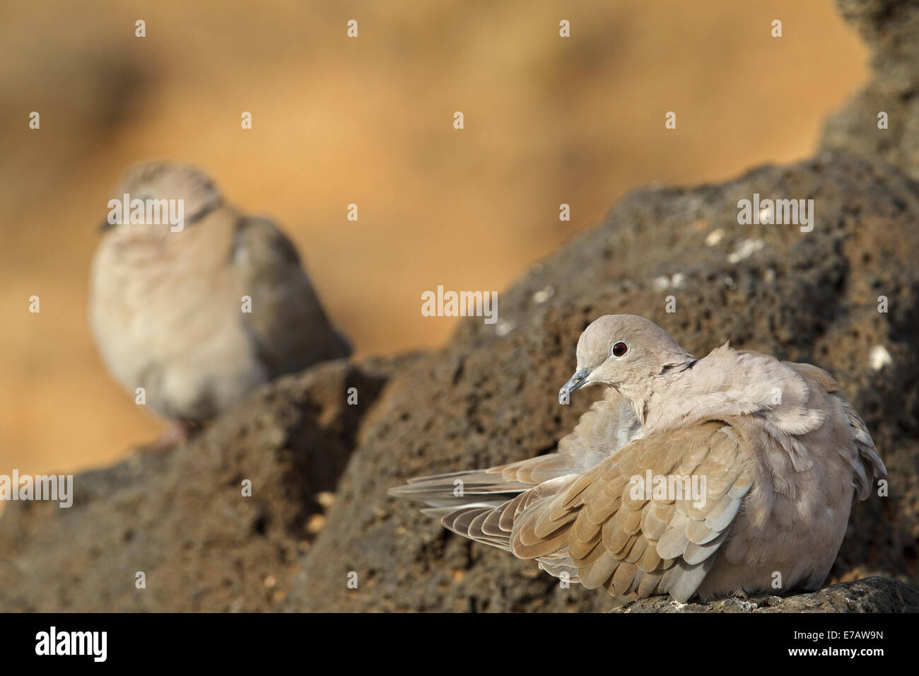Collared doves spain hires stock photography and images Alamy