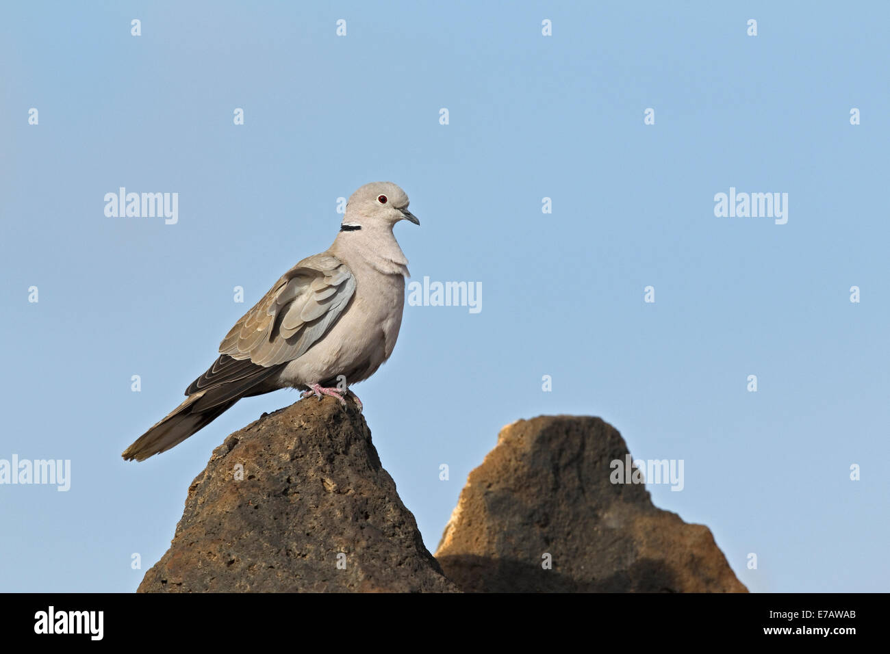 Eurasian Collared Dove, Fuerteventura Stock Photo Alamy