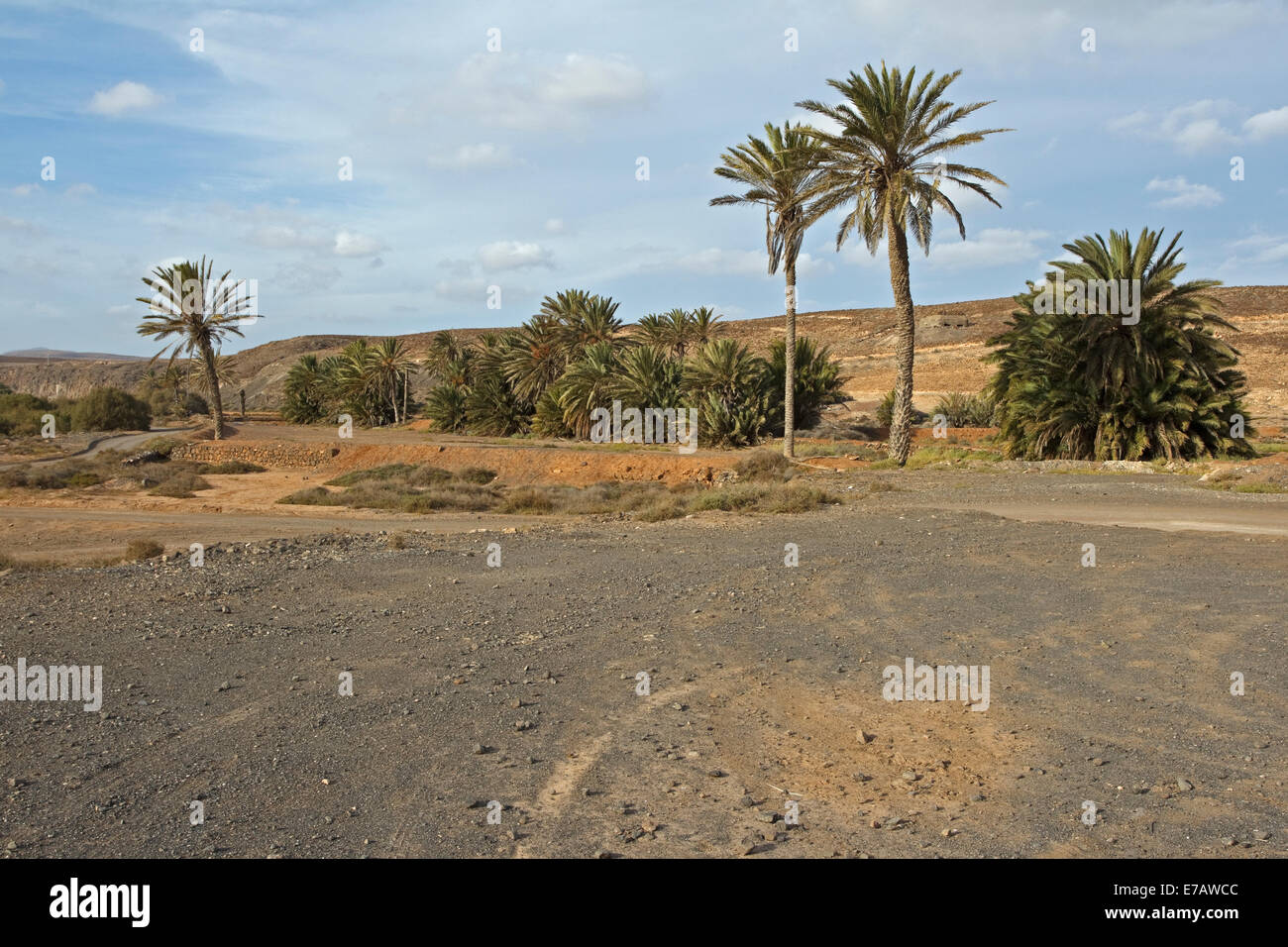 Barranco de la Torre with palms south of Caleta de Fuste, Fuerteventura, Stock Photo
