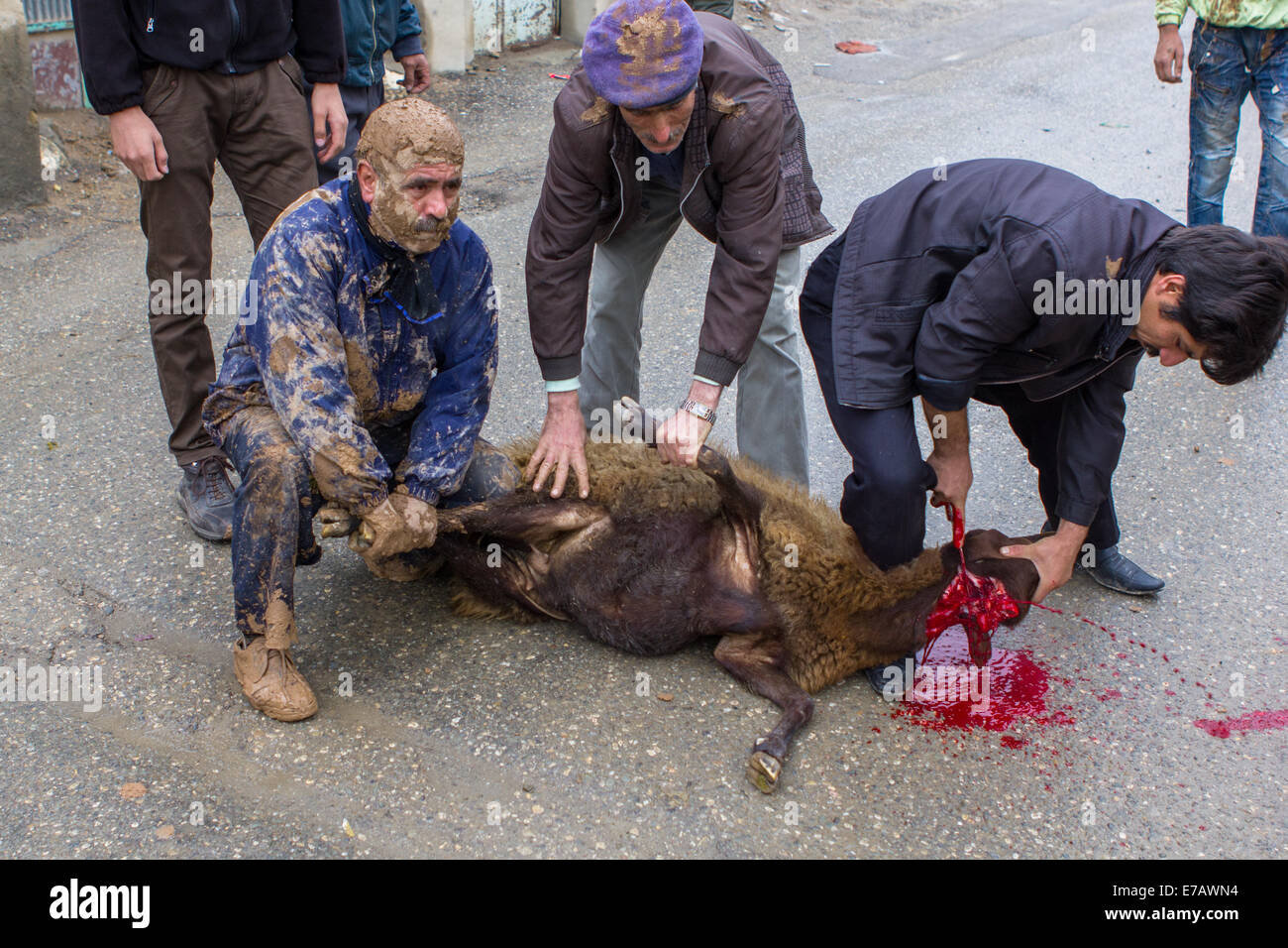 Shiite Muslim men, covered with mud, are ritually killing a sheep in Bijar, Iran, during the Day of Ashura. Stock Photo