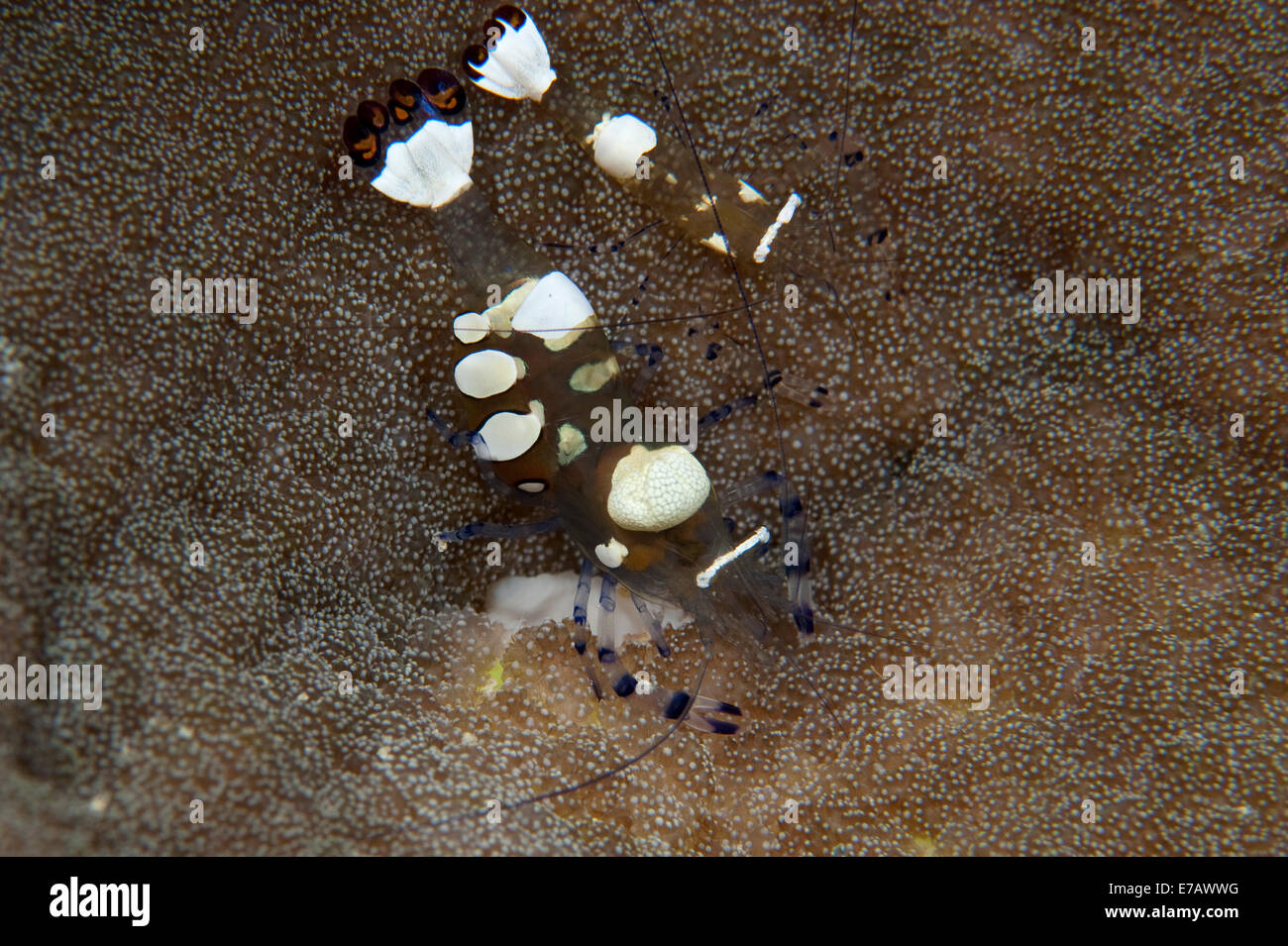 Peacock-tail anemone shrimp in the Solomon Islands. Stock Photo