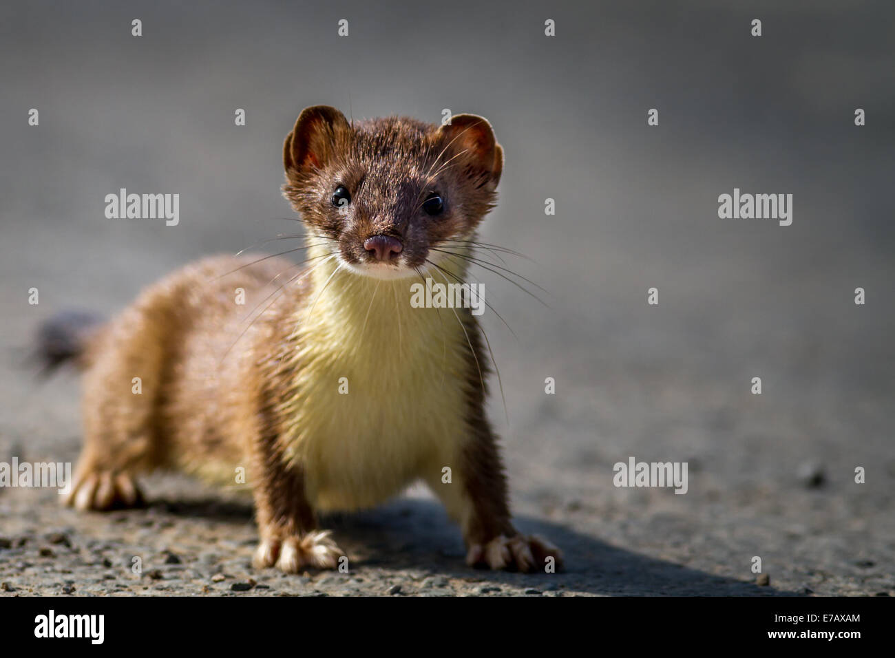 Stoat on a track in Yorkshire looking into the camera, UK Stock Photo