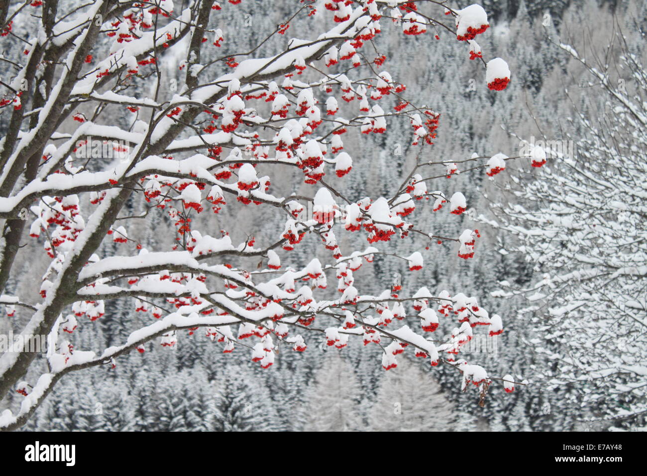 Winter landscape with red berries Stock Photo - Alamy