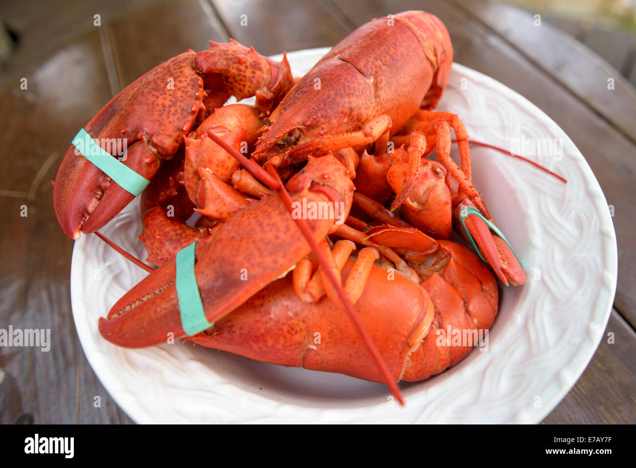 Fresh steamed Maine lobster ready to crack open and eat, Bar Harbor, Maine, USA. Stock Photo