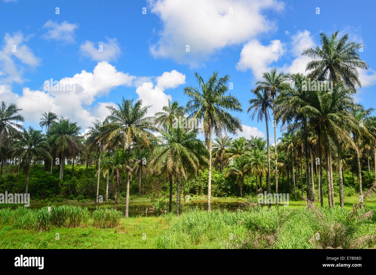 Palm trees, Sierra Leone, Africa Stock Photo Alamy