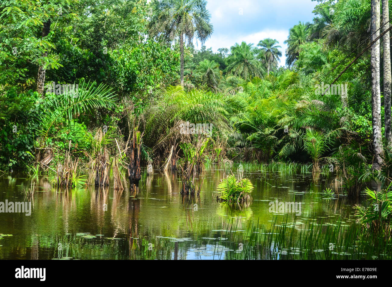 Rain forest in Sierra Leone, Africa Stock Photo