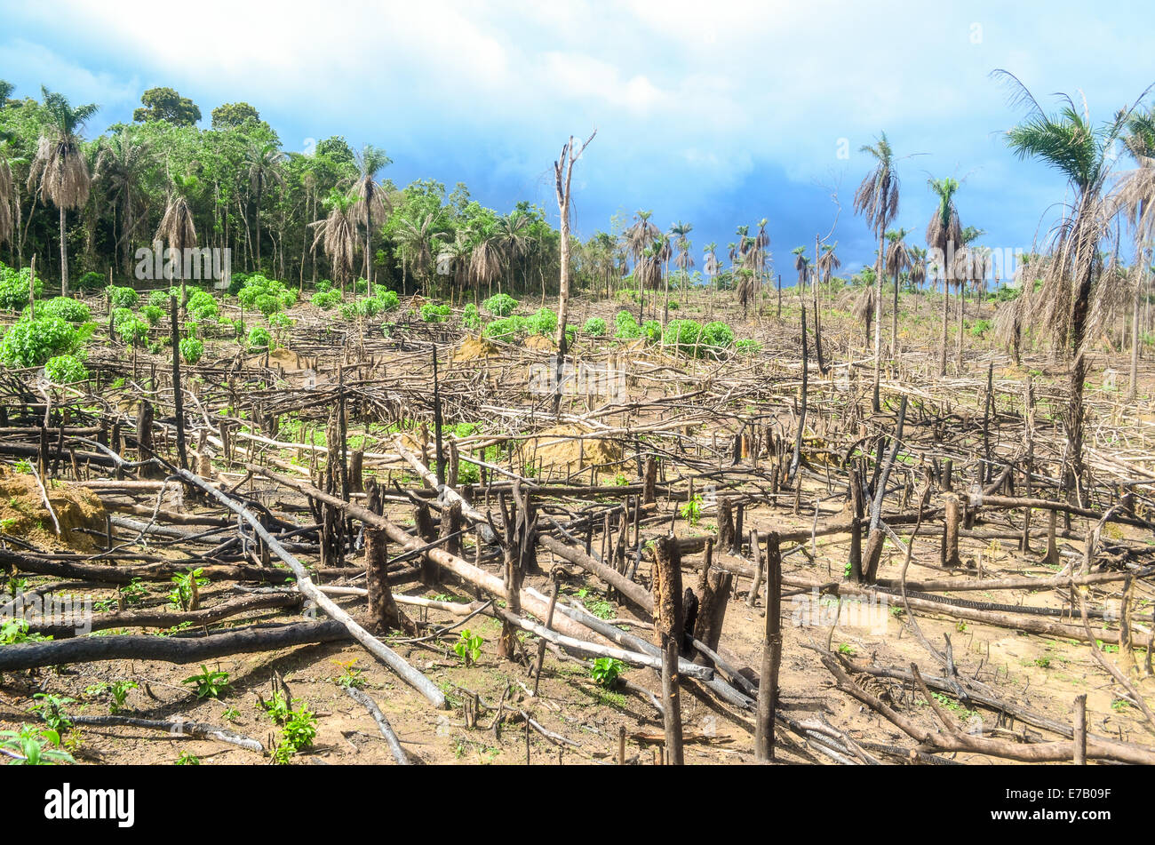 Deforestation in Africa, massive wood logging in Sierra Leone Stock Photo