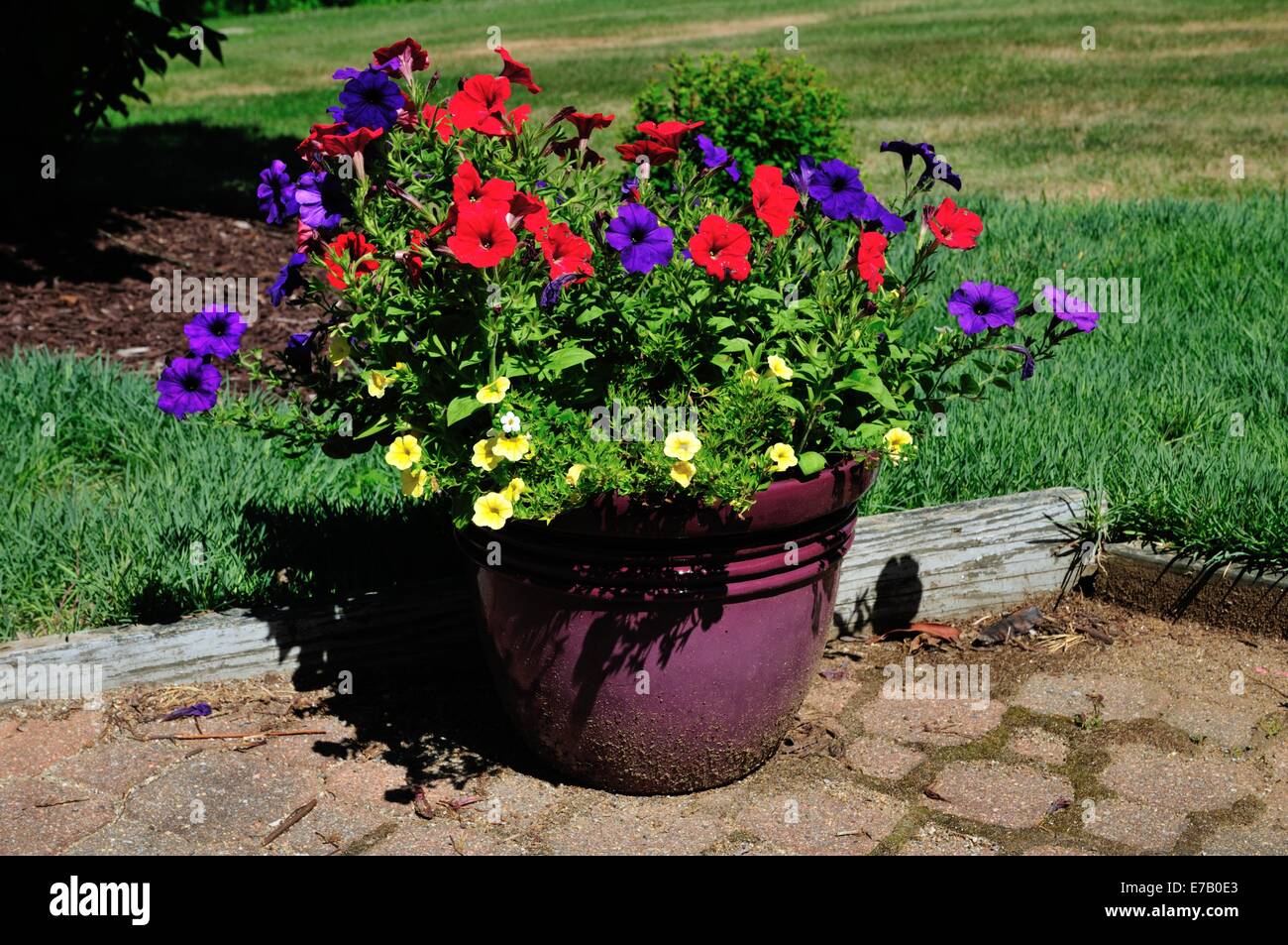 Large flower pot containing colorful flowers Stock Photo