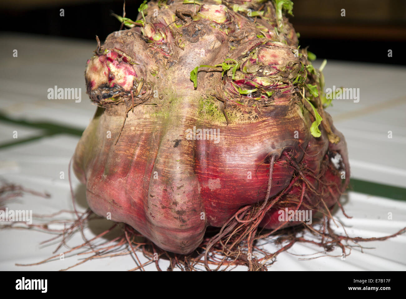 Face ib fruit in Harrogate, Yorkshire, UK. 11th Sept, 2014.  Waste Food, wonky vegetables, deformed, misshapen, malformed, distorted, crooked, irregular, misproportioned, ill-proportioned, ill-shaped, ugly rejected beetroot at the Harrogate Annual Autumn Flower Show, attractions include the giant vegetable competition, and is ranked as one of Britain's top three gardening events. Stock Photo