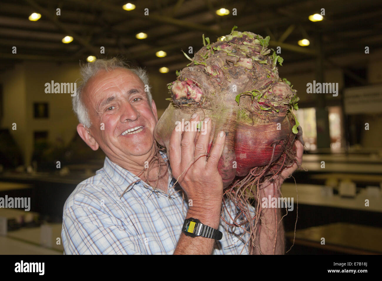 Harrogate, Yorkshire, UK. 11th Sept, 2014.  Ian Neale with Giant Vegetable, a beetroot weighing 28lbs 4ozs. Deformed, misshapen, malformed, distorted, crooked, irregular, misproportioned, ill-proportioned, ill-shaped, ugly veg at the Annual Autumn Flower Show, attractions include the giant vegetable competition, is ranked as one of Britain's top three gardening events.  New for 2014 is Inspiration Street, a series of small gardens set against the backdrop of a traditional street scene. The Avenue will offer beautiful, larger scale gardens, plus a new Community Spirit feature with ‘messa Stock Photo