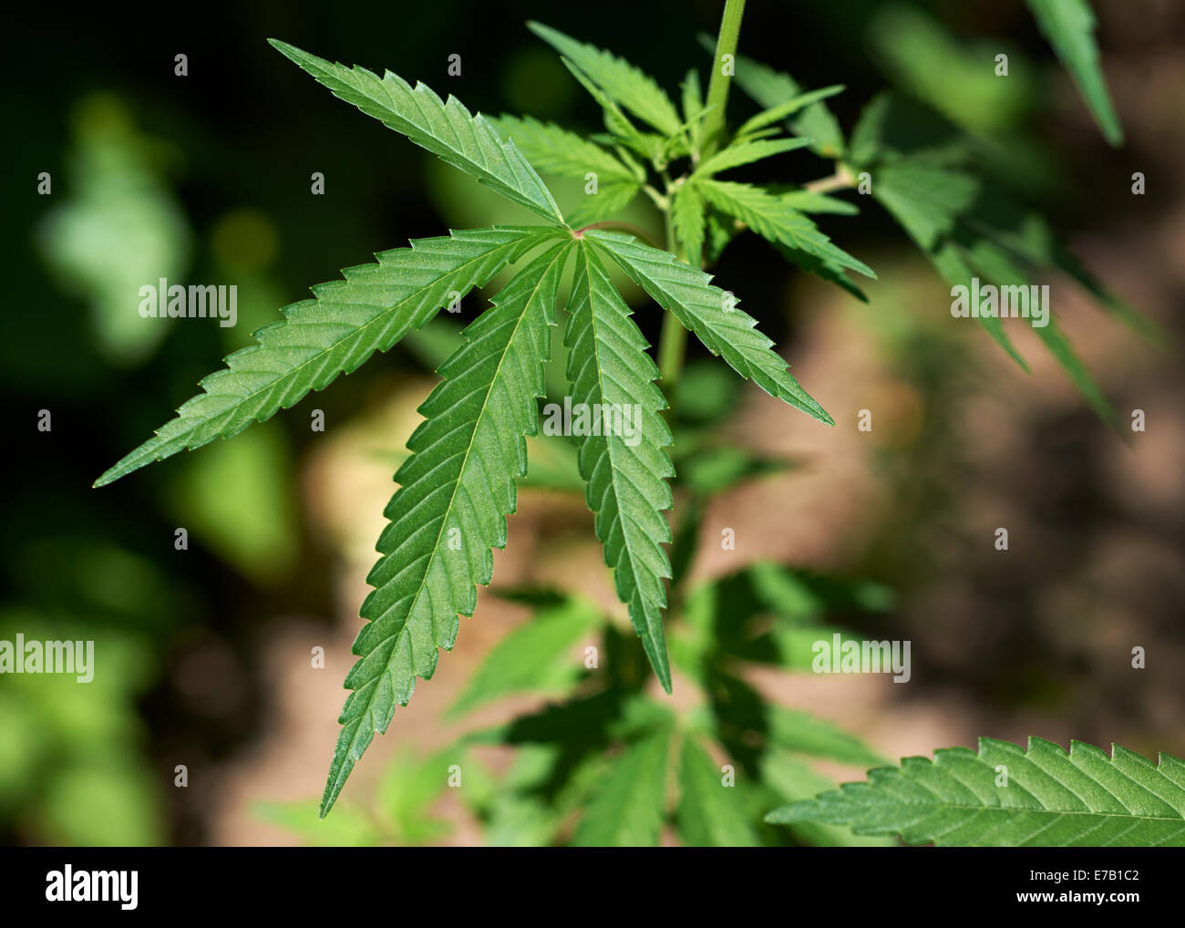 Fresh green marijuana sprout, leaf of medical cannabis Stock Photo