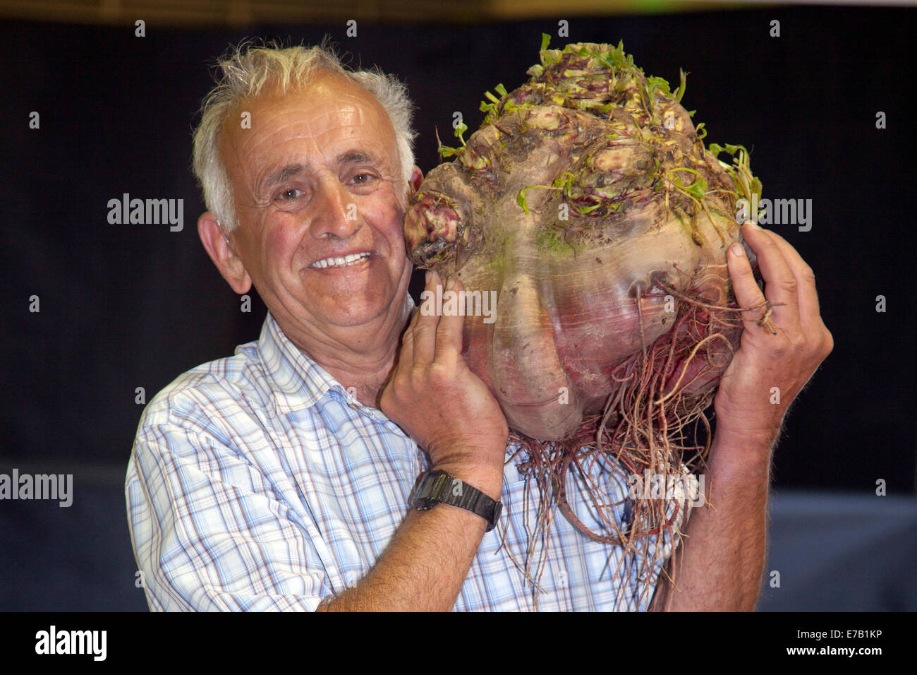 Harrogate, Yorkshire, UK. 11th Sept, 2014.  Ian Neale with Giant Vegetable, a beetroot weighing 28lbs 4ozs, at the Harrogate Annual Autumn Flower Show, attractions include the giant vegetable competition, is ranked as one of Britain's top three gardening events, the show being  ranked as one of Britain's top three gardening events. Credit:  Mar Photographics/Alamy Live News. Stock Photo