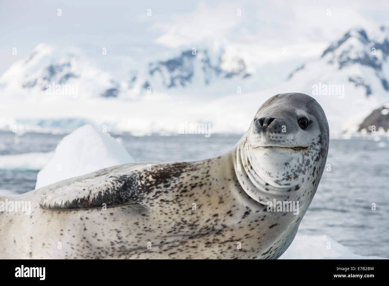 Leopard Seal In Antarctica Stock Photo Alamy leopard-seal-in-antarctica-stock-photo-alamy