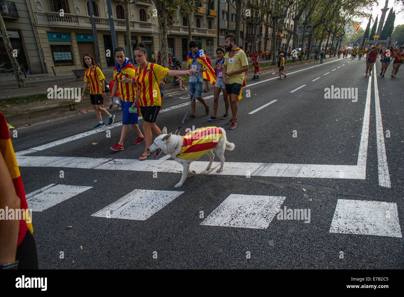 Catalan Way  The Diada or National Day of Catalonia Dog Stock Photo