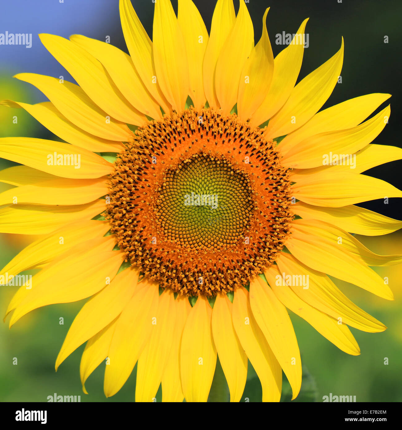Closeup Of The Beautiful Sunflower Stock Photo Alamy closeup-of-the-beautiful-sunflower-stock-photo-alamy