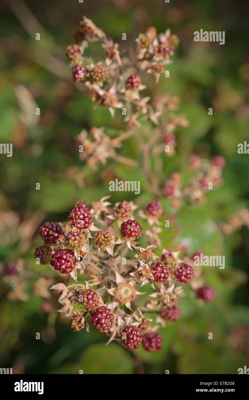 Jpeg Raspberry Hedge Raspberry Hedge High Resolution Stock Photography and Images - Alamy