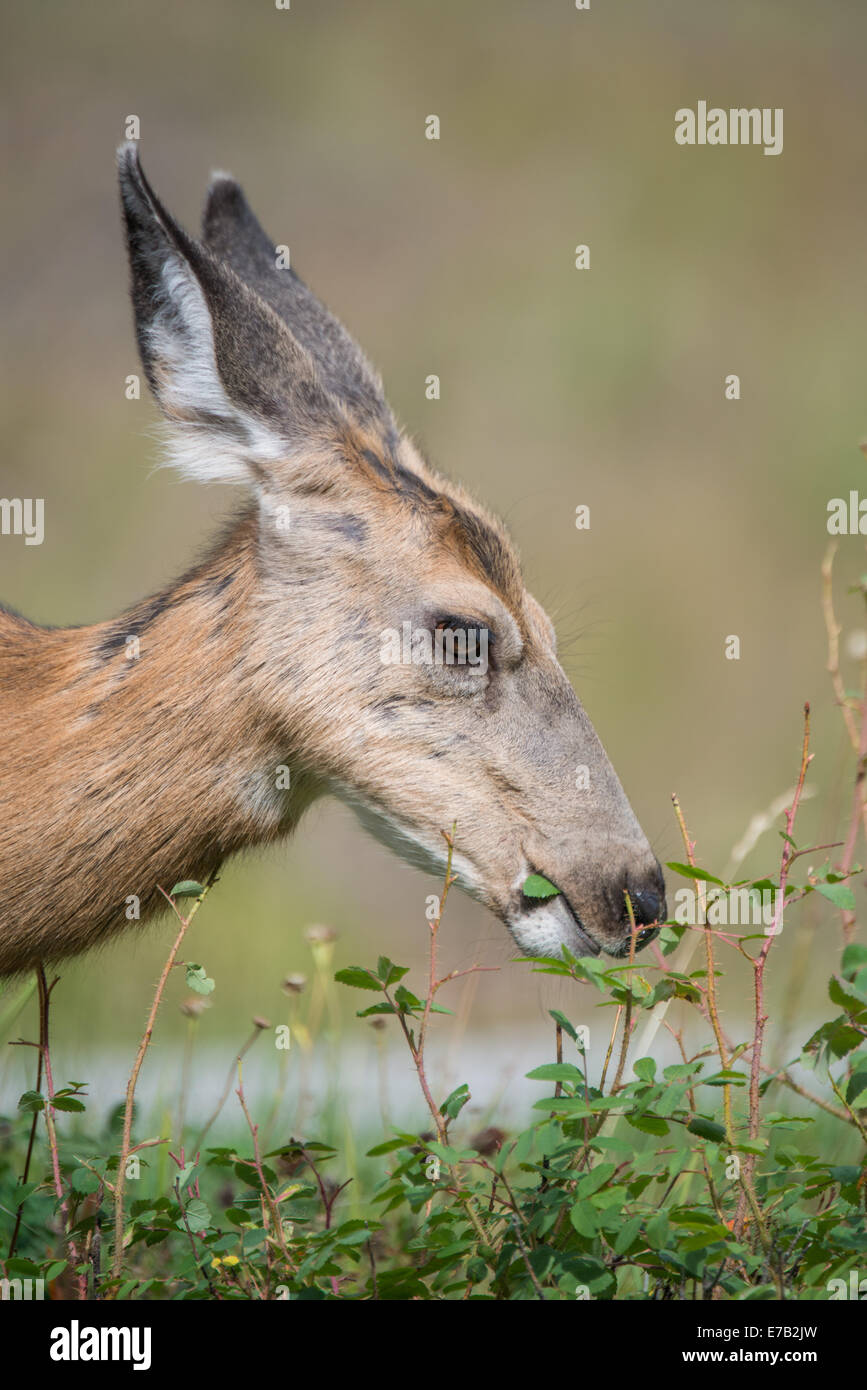 Mule Dear Eating in the Canadian Rockies Stock Photo
